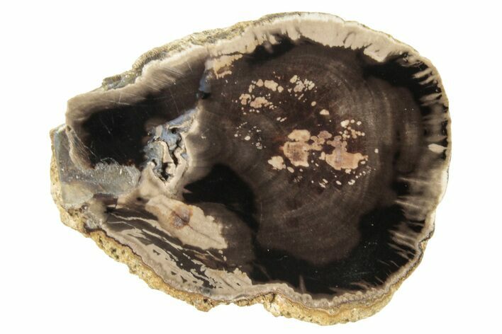 Petrified Wood (Schinoxylon) Round - Blue Forest, Wyoming #252854